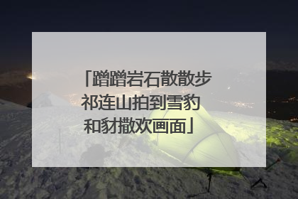 蹭蹭岩石散散步 祁连山拍到雪豹和豺撒欢画面