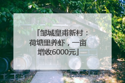 邹城皇甫新村：荷塘里养虾，一亩增收6000元