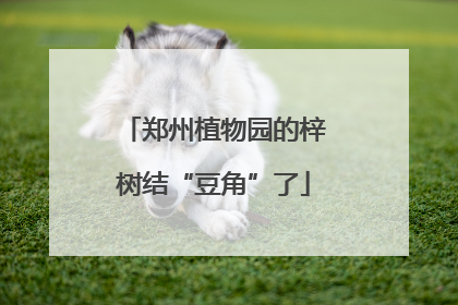 郑州植物园的梓树结“豆角”了