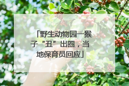 野生动物园一猴子“丑”出圈，当地保育员回应