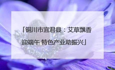 铜川市宜君县：艾草飘香迎端午 特色产业助振兴