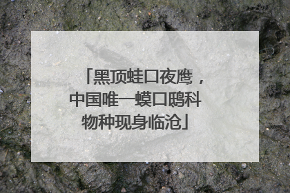 黑顶蛙口夜鹰，中国唯一蟆口鸱科物种现身临沧