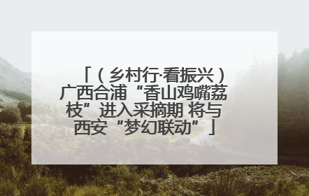 （乡村行·看振兴）广西合浦“香山鸡嘴荔枝”进入采摘期 将与西安“梦幻联动”