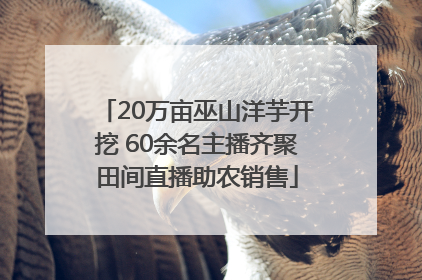 20万亩巫山洋芋开挖 60余名主播齐聚田间直播助农销售
